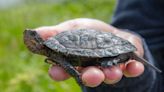 11 endangered turtles returned to the wild by Oregon Zoo