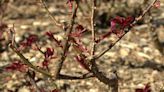 Brookside Gardens’ rose garden to undergo major renovations