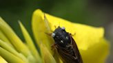 Rare blue-eyed cicada spotted in Chicago suburb