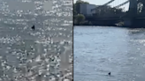 Brits point out scary detail as shark is spotted swimming in River Thames