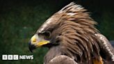 Golden eagle population still rising in south Scotland