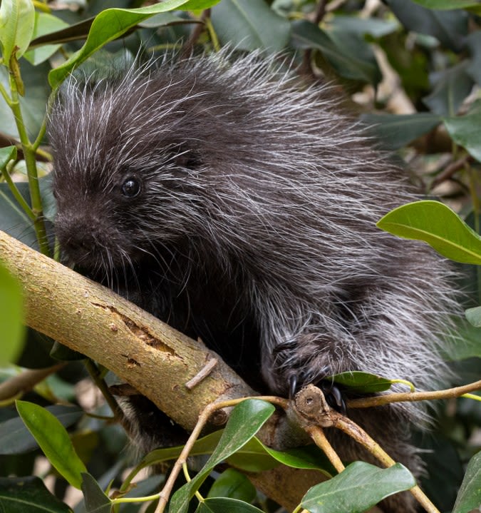 San Diego Zoo vets perform first-ever C-section for North American porcupine