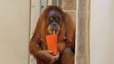Pregnant Zoo Orangutan's Morning Sickness Soothed by Caretaker's Pregnancy Tea: 'She Loved it' (Exclusive)