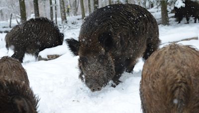 Invasive wild pigs from Canada are coming to the U.S.