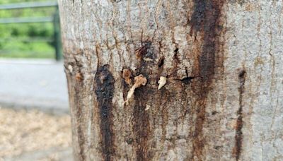 彰化二水鐵道花旗木遭蟲害 「樹王」塞衛生紙防治