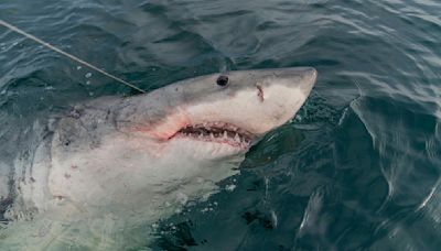 Swimmer injured by shark attack on Southern California coast