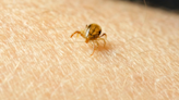 Northern Michigan doctor says he's seen an uptick in tick cases