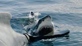 Moment shark-hunter scientists release ‘BLOOD’ into ocean to lure great white