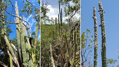 Key Largo tree cactus no longer exists in US: 'My eyes bugged out'