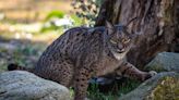 The Iberian lynx is back from the brink of extinction