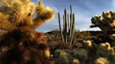 6 alternatives to non-native plants to boost Tucson's ecosystem, wildlife