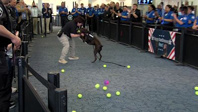 Furry farewell: Mitchell International Airport's first TSA explosive detection dog retires