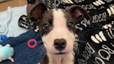 Terrier Mix Puppy Abandoned in a Port-A-Potty Is Thriving In His Foster Home