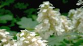 This big, ‘user-friendly’ hydrangea stands out for North Texas gardeners