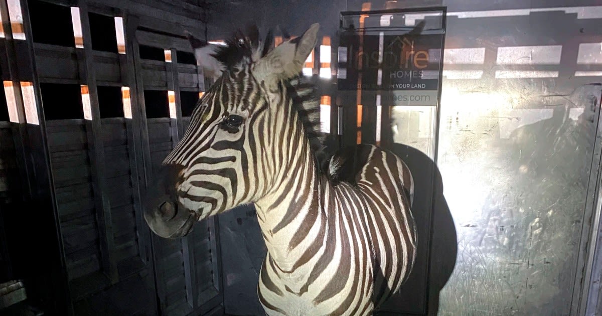 Escaped zebra captured near Seattle after gallivanting around Cascade mountain foothills for days