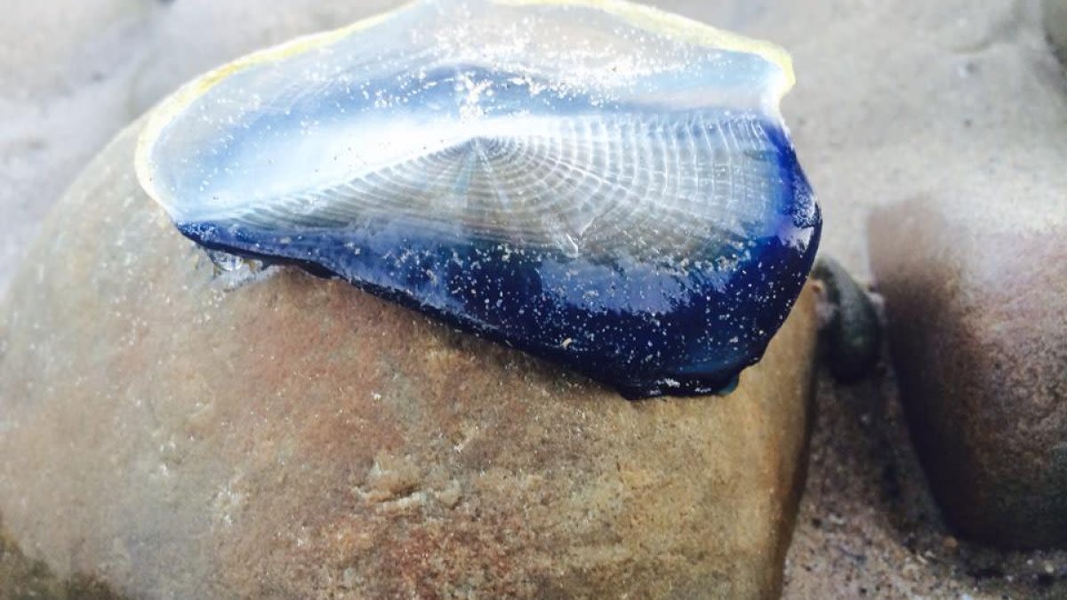 What are those blue blobs piling up on San Diego beaches? Velella velellas!