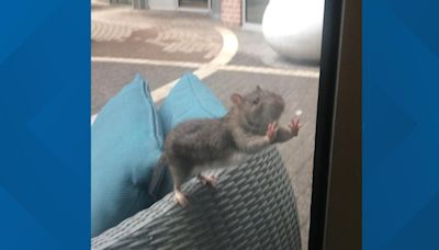 Residents at The Flats at Dupont Circle Apartments dealing with rat infestation