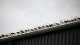 Town invaded by 'apocalyptic' swarm of seagulls despite being 30 miles from the sea