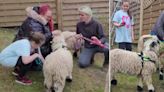 Girl, 10, with blood clot on brain receives 'amazing' sheep therapy treatment