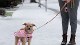 Winter weather pet safety: What to know to safeguard your pets from the extreme cold