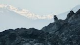 Alaskan sea otters were brought back from the brink of extinction. Now wolves are hunting them.