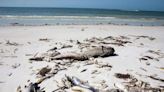 Red tide levels in Southwest Florida are increasing and moving up the coast