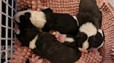 Anger and heartache as 11 pups found dumped in turf bag - Donegal Daily