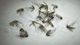 Toronto’s flooding could see one other miserable consequence: more West Nile virus-spreading mosquitoes