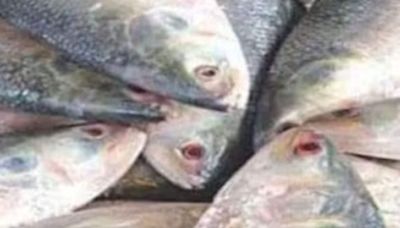 Bengal Locals Not Happy With Hilsa Fish Quality This Year - News18
