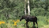 Watch: Three moose on the loose visit Utah golf course, take a dip in nearby swimming pools