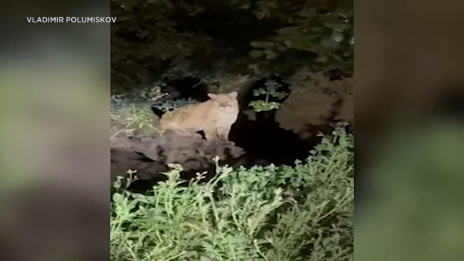 New mountain lion caught on video in Griffith Park sparks excitement