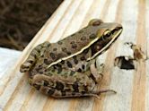 Leopard frog