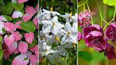 Fast-growing climbing plants – 10 eye-catching options for speedy coverage and privacy
