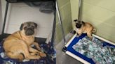 Two Oregon counties investigate case of abandoned, disabled pugs