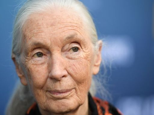 Jane Goodall es mundialmente famosa por su trabajo con chimpancés. Ahora su atención se centra en una multitud diferente