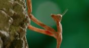 5. Praying Mantis