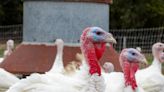 The anti-Thanksgiving: What are you not grateful for? My list is long and grumpy | Opinion