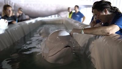 Duas belugas são levadas da Ucrânia à Espanha em operação de 'alto risco'; vídeo