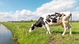 Farmer uncovers company’s dark secret after cows kept dying: ‘An imminent and substantial threat to health’