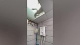 Wild monitor lizard refuses to move from family’s bathroom sunroof