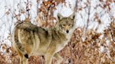 Coyote attacks on pets have occurred in CT. Here’s how to prevent them.