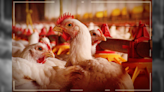 Boletim Agro+: Setor de aves é afetado, mas frango não deve ficar mais caro
