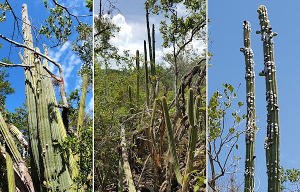 Key Largo tree cactus no longer exists in US: 'My eyes bugged out'