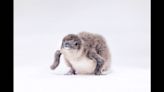 Penguin chick makes history at California aquarium. Why is it a ‘remarkable milestone’?