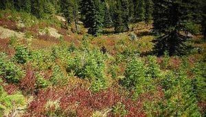 Human skull found by hunter in Gifford Pinchot National Forest, investigation underway