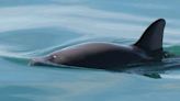 Expedition spots fewer of world's most endangered marine mammal