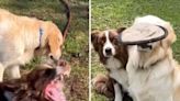 Owner films "real difference" between golden retriever and border collie