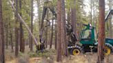 Scores of trees to be felled north of Sisters for power line project