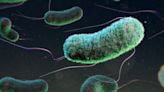 Person dies in E.coli outbreak