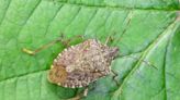 Are stink bugs crawling around inside your NC home? Tips on how to deal with them